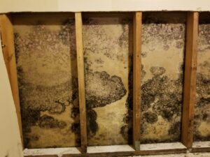 mold on back of drywall