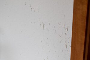 pet scratches on wall